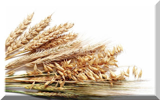 Copos de avena o salvado de avena para adelgazar